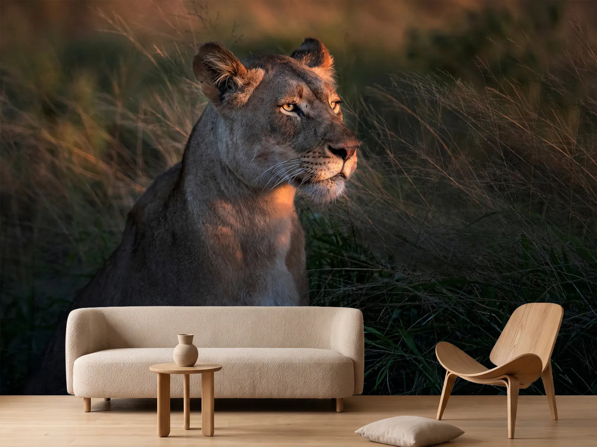 photo-wallpaper-lioness-at-first-day-ligth-x