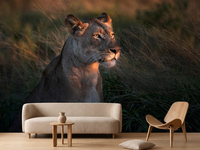 photo-wallpaper-lioness-at-first-day-ligth-x