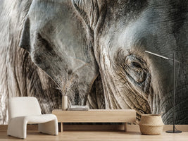 photo-wallpaper-close-up-elephant