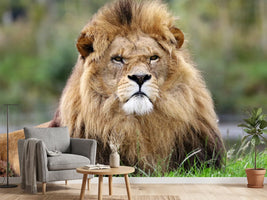 photo-wallpaper-the-king-of-animals