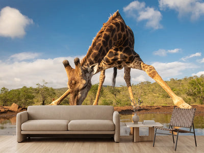 photo-wallpaper-southern-giraffe-drinking-water