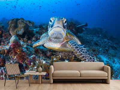 photo-wallpaper-face-to-face-with-a-green-turtle-x
