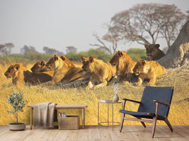 photo-wallpaper-lion-family