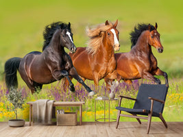 photo-wallpaper-horses-at-a-gallop