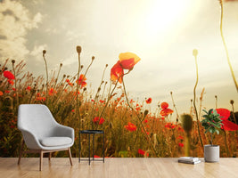 photo-wallpaper-the-poppy-field-at-sunrise