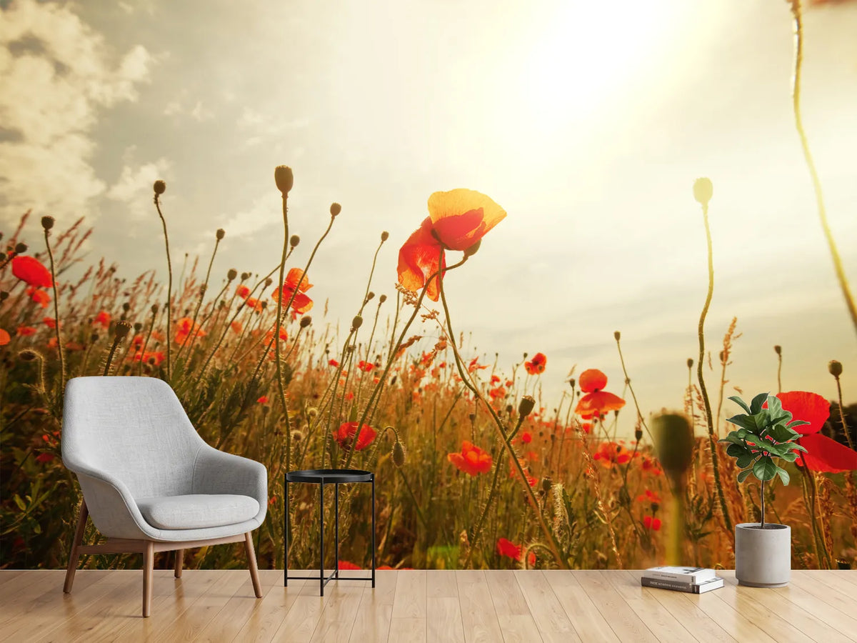 photo-wallpaper-the-poppy-field-at-sunrise