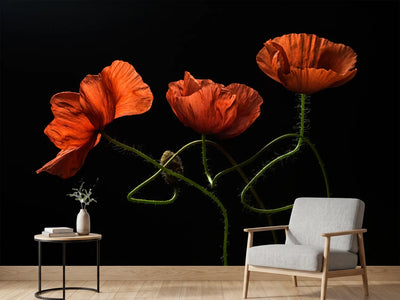photo-wallpaper-dancing-red-poppies