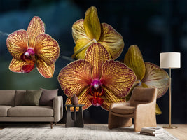 photo-wallpaper-orchidaceae