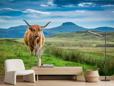 photo-wallpaper-grazing-highland-cow-in-isle-of-skye-in-scotland
