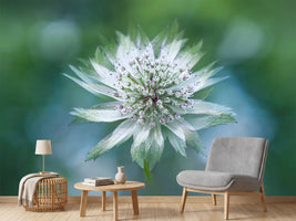 photo-wallpaper-astrantia-x