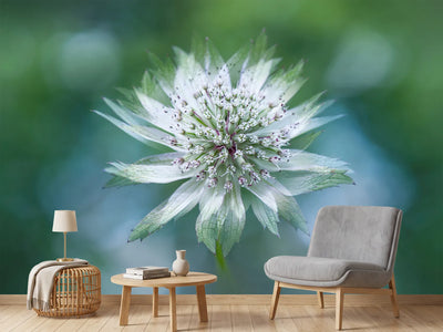 photo-wallpaper-astrantia-x