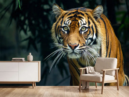 photo-wallpaper-proud-sumatran-tiger-prowling-towards-the-camera