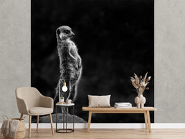 photo-wallpaper-the-meerkat