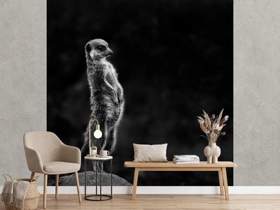 photo-wallpaper-the-meerkat