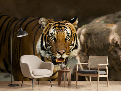 photo-wallpaper-sibirian-tiger