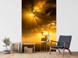 photo-wallpaper-mist-on-tree-cant-stop-sunshine-x