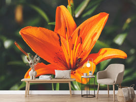 photo-wallpaper-lilies-blossom-in-orange-xl