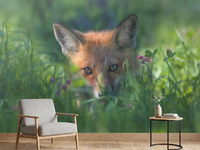 photo-wallpaper-red-fox-xuf