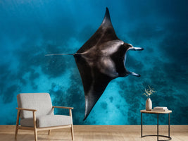 photo-wallpaper-manta-fly