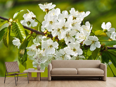 photo-wallpaper-white-flowers-in-xl