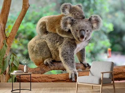 photo-wallpaper-mother-koala-with-baby-on-her-back