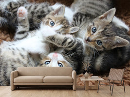 photo-wallpaper-many-kittens