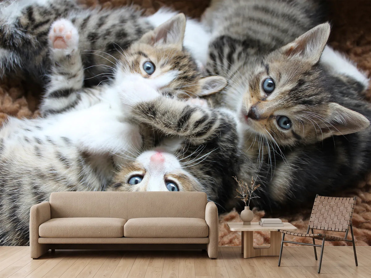 photo-wallpaper-many-kittens