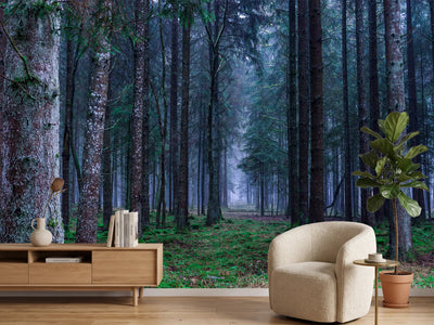 photo-wallpaper-fir-trees-forest