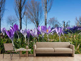 photo-wallpaper-purple-crocus-in-nature