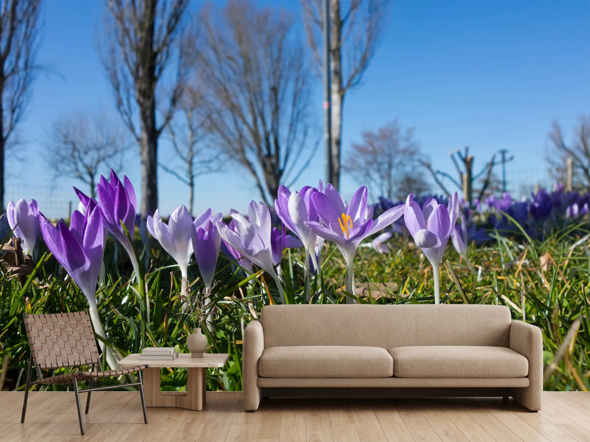 photo-wallpaper-purple-crocus-in-nature