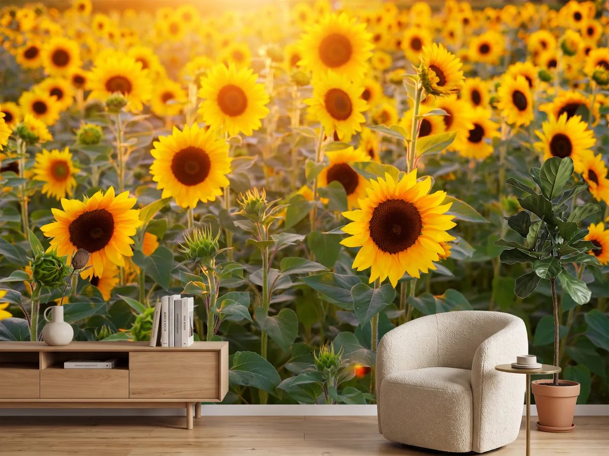photo-wallpaper-sunflower-field