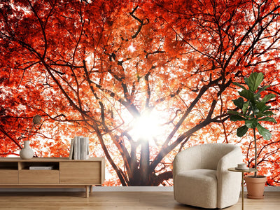 photo-wallpaper-light-of-autumn