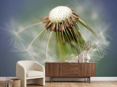 photo-wallpaper-dandelion-close-up