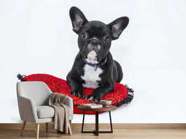 photo-wallpaper-bulldog-to-fall-in-love