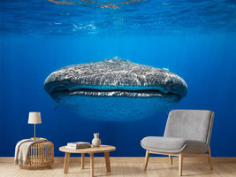 photo-wallpaper-face-to-face-with-a-whale-shark