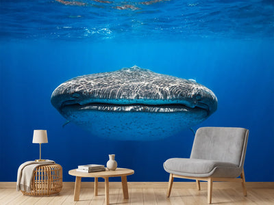 photo-wallpaper-face-to-face-with-a-whale-shark
