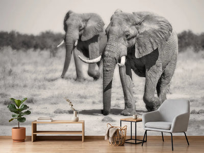 photo-wallpaper-twin-elephants-x