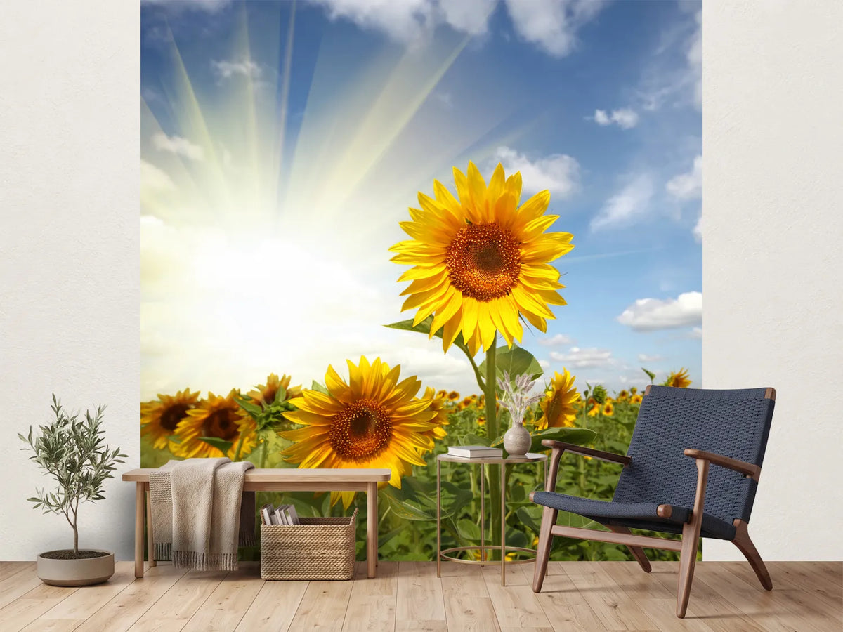 photo-wallpaper-sunflower-in-sunlight