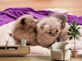 photo-wallpaper-kitten-trio-to-fall-in-love