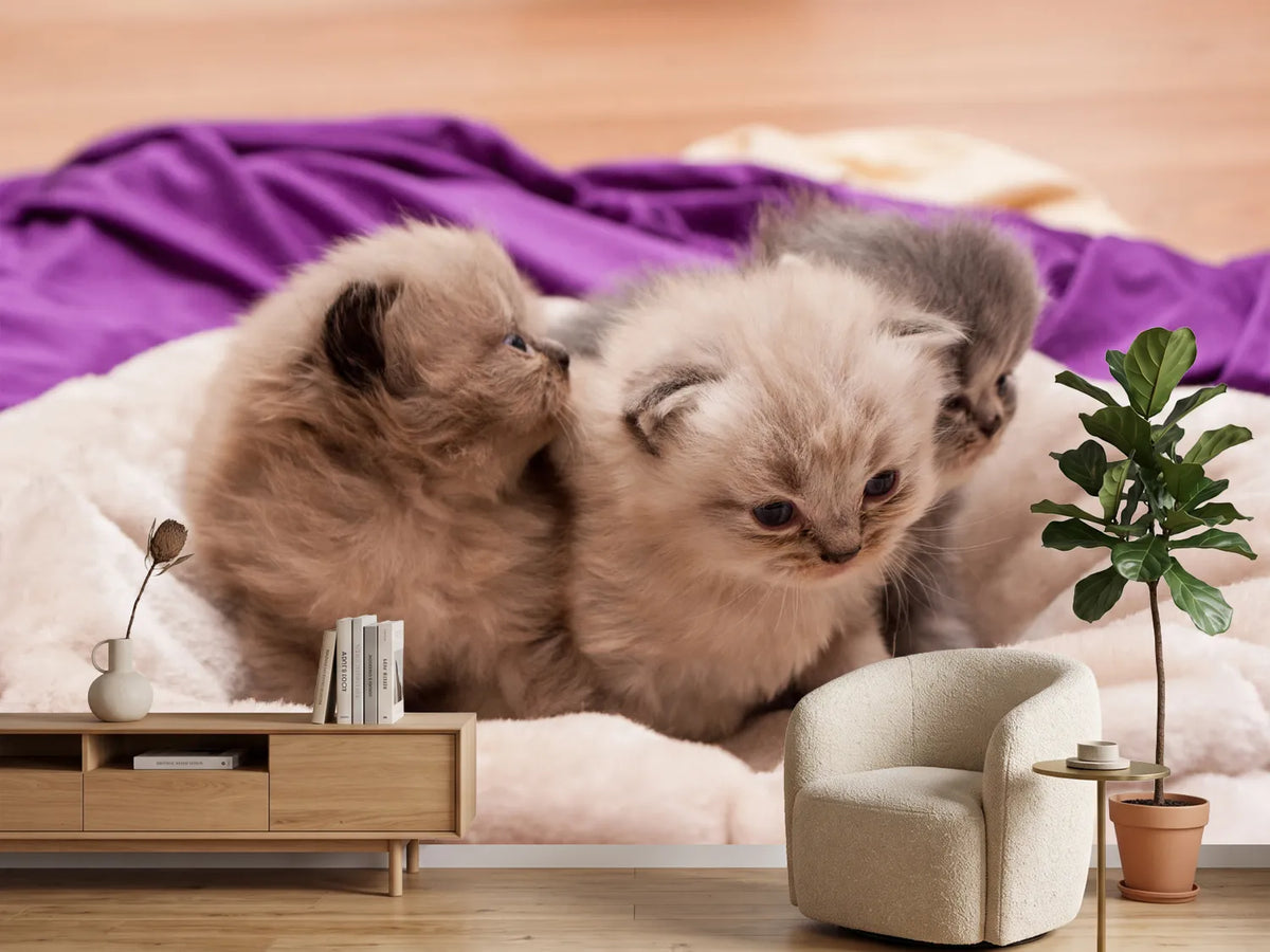 photo-wallpaper-kitten-trio-to-fall-in-love
