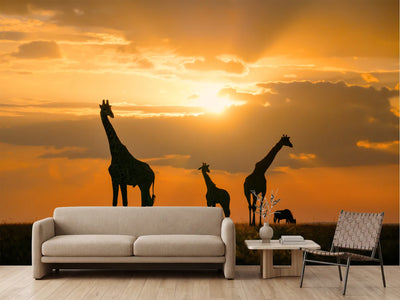 photo-wallpaper-safari-sunset-giraffes