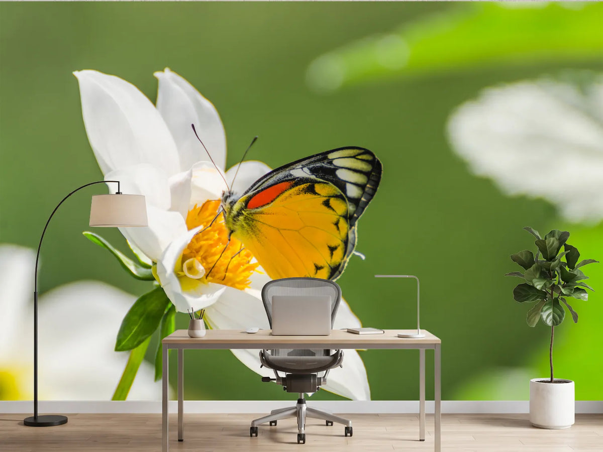 photo-wallpaper-tiger-butterfly-on-a-white-flower