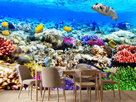 photo-wallpaper-fish-aquarium