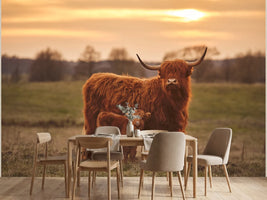 photo-wallpaper-highland-cow-with-calf