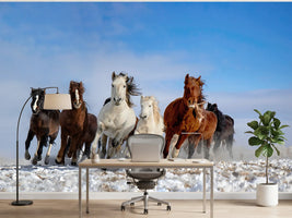 photo-wallpaper-wild-horses-galloping