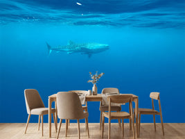 photo-wallpaper-the-whale-shark
