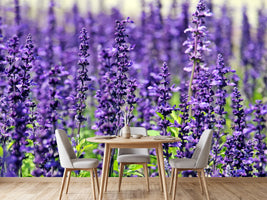 photo-wallpaper-xl-lavender