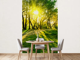 photo-wallpaper-forest-path-in-sunlight