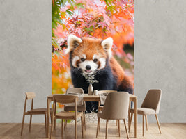photo-wallpaper-red-panda-in-the-autumn-forest