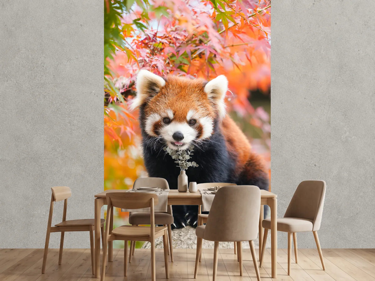 photo-wallpaper-red-panda-in-the-autumn-forest